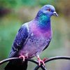 Purple Dove Bird Diamond Painting