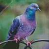 Purple Dove Bird Diamond Painting