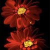 Red Gerbera Daisy Flowers Diamond Painting