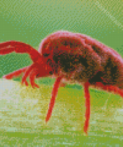 Red Spider Insect Diamond Painting