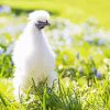 Silkie Chicken Bird Diamond Painting