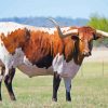 Texas Longhorn Cattle Diamond Painting