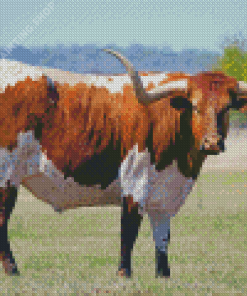 Texas Longhorn Cattle Diamond Painting