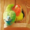 Two Rosy Faced Lovebirds Diamond Painting