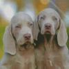 Weimaraner Puppy Dogs Diamond Painting