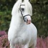 White Welsh Pony Animal Diamond Painting