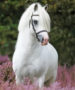 White Welsh Pony Animal Diamond Painting