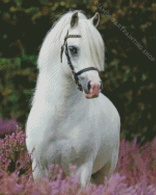 White Welsh Pony Animal Diamond Painting