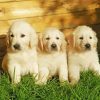 White Golden Retriever Puppies Diamond Painting