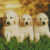 White Golden Retriever Puppies Diamond Painting