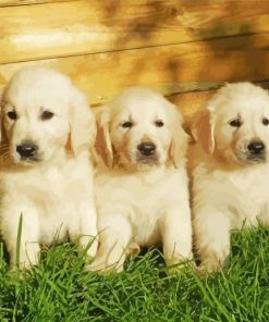 White Golden Retriever Puppies Diamond Painting