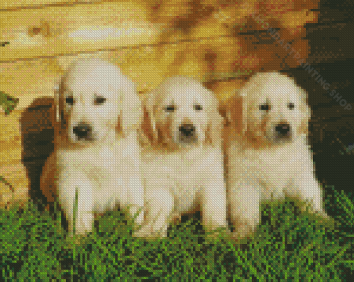 White Golden Retriever Puppies Diamond Painting