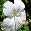 White Hibiscus Flower Diamond Painting