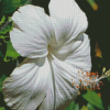 White Hibiscus Flower Diamond Painting