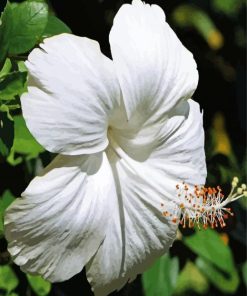 White Hibiscus Flower Diamond Painting