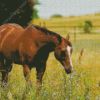 Adorable Brown Mare Horse Diamond Painting