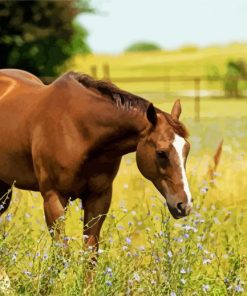 Adorable Brown Mare Horse Diamond Painting