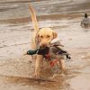 Dog Hunting Duck Diamond Painting