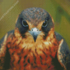 Eagle Bird Portrait Diamond Painting