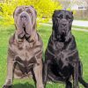 Neapolitan Mastiff Dogs Diamond Painting