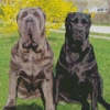 Neapolitan Mastiff Dogs Diamond Painting