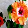 Orange Hibiscus Flowers Diamond Painting