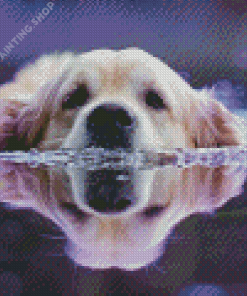 Reflection Dog Swimming Diamond Painting