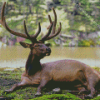 Relaxing Deer By The River Diamond Painting