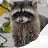 Snow Raccoon Animal Diamond Painting