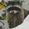 Snow Raccoon Animal Diamond Painting