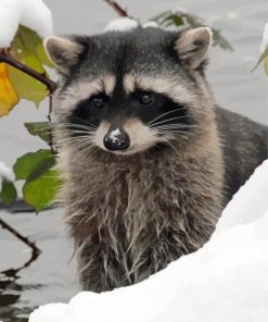 Snow Raccoon Animal Diamond Painting