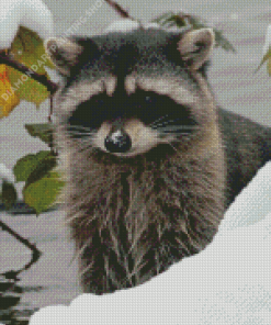 Snow Raccoon Animal Diamond Painting