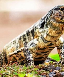 Tegu Lizard Diamond Painting