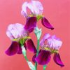 Three Pink Iris Flowers Diamond Painting