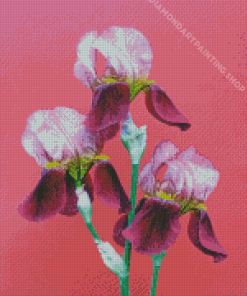 Three Pink Iris Flowers Diamond Painting