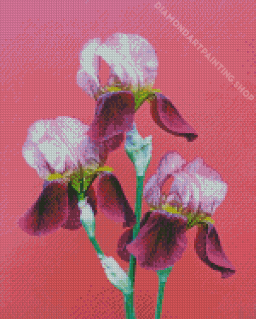 Three Pink Iris Flowers Diamond Painting