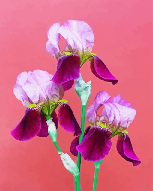 Three Pink Iris Flowers Diamond Painting