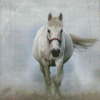 White Mare Horse Diamond Painting