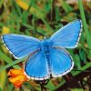 White And Blue Butterfly Diamond Painting