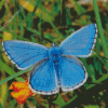 White And Blue Butterfly Diamond Painting