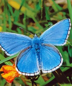 White And Blue Butterfly Diamond Painting