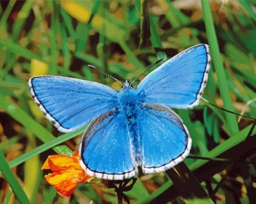 White And Blue Butterfly Diamond Painting