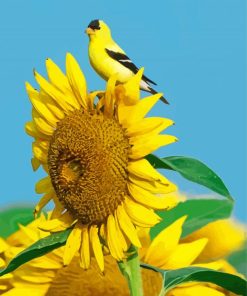 Yellow Finch Bird On Sunflower Diamond Painting