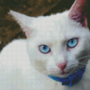 Cute White Cat With Blue Eyes Diamond Painting