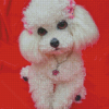 Cute White Poodle Puppy Diamond Painting