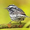 Black And White Sparrow On Tree Diamond Painting