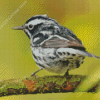 Black And White Sparrow On Tree Diamond Painting