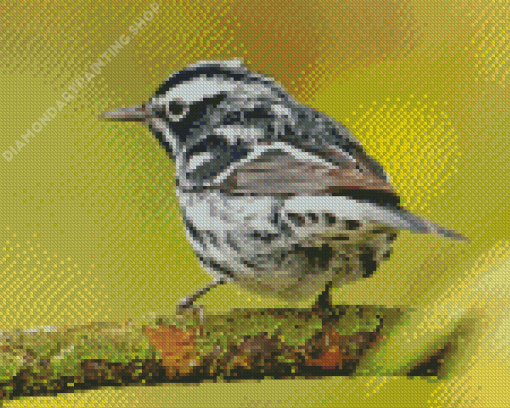 Black And White Sparrow On Tree Diamond Painting