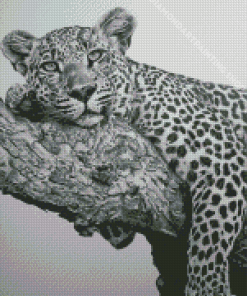 Black And White Cheetah Art Diamond Painting