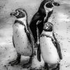 Black And White Penguins Diamond Painting